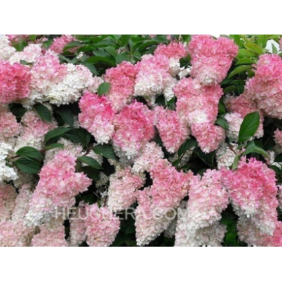 гортензія Strawberry Blossom