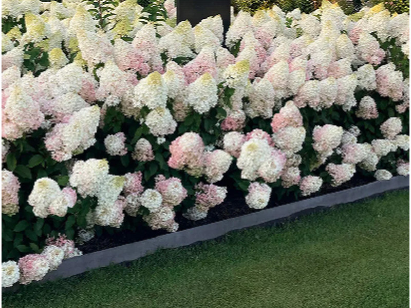 Strawbery Blossom