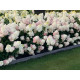 Strawbery Blossom