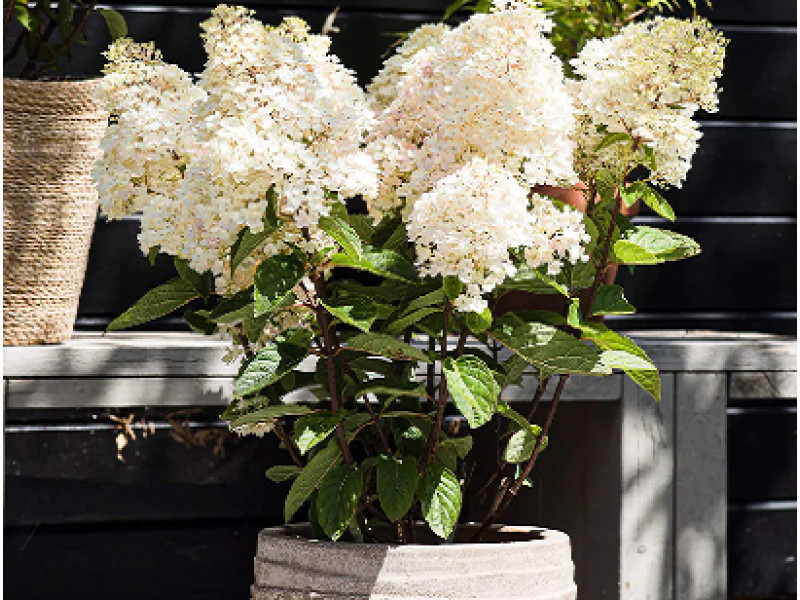 Strawbery Blossom