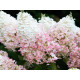 Strawbery Blossom