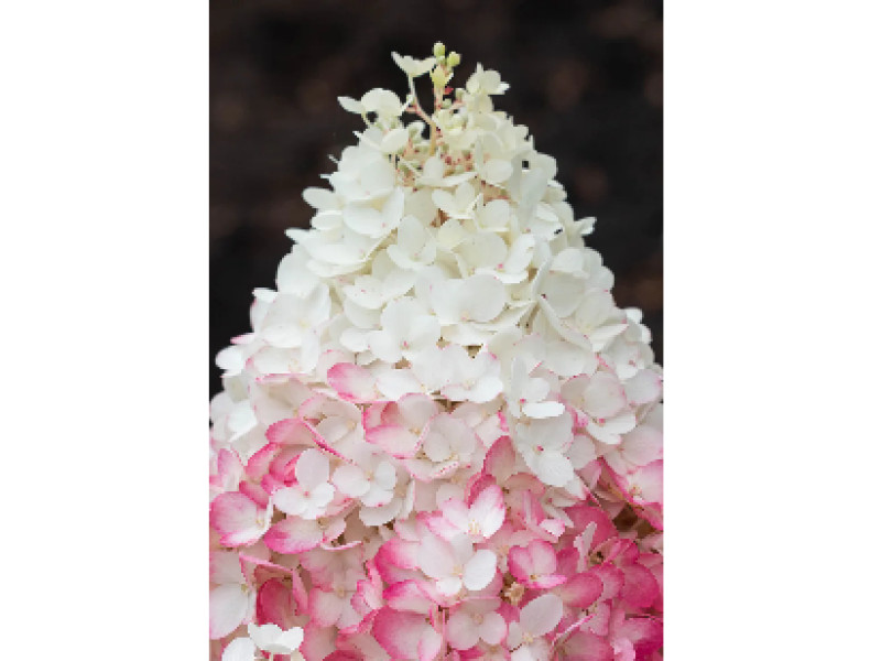 Strawbery Blossom