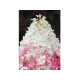 Strawbery Blossom