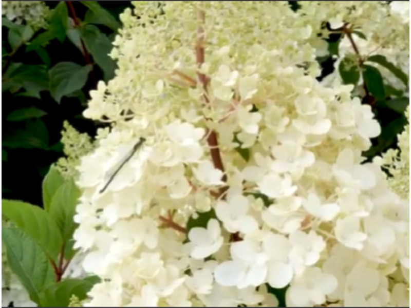 Strawbery Blossom