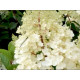 Strawbery Blossom