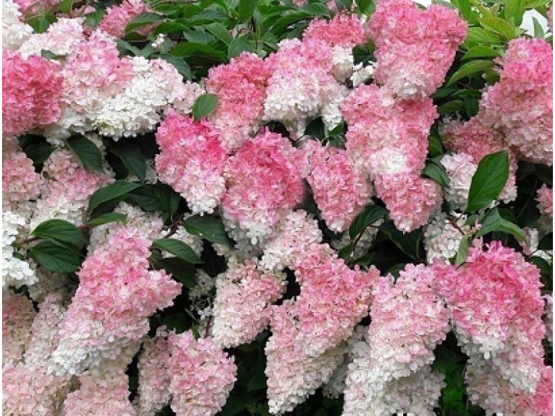 Strawbery Blossom