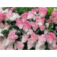 Strawbery Blossom
