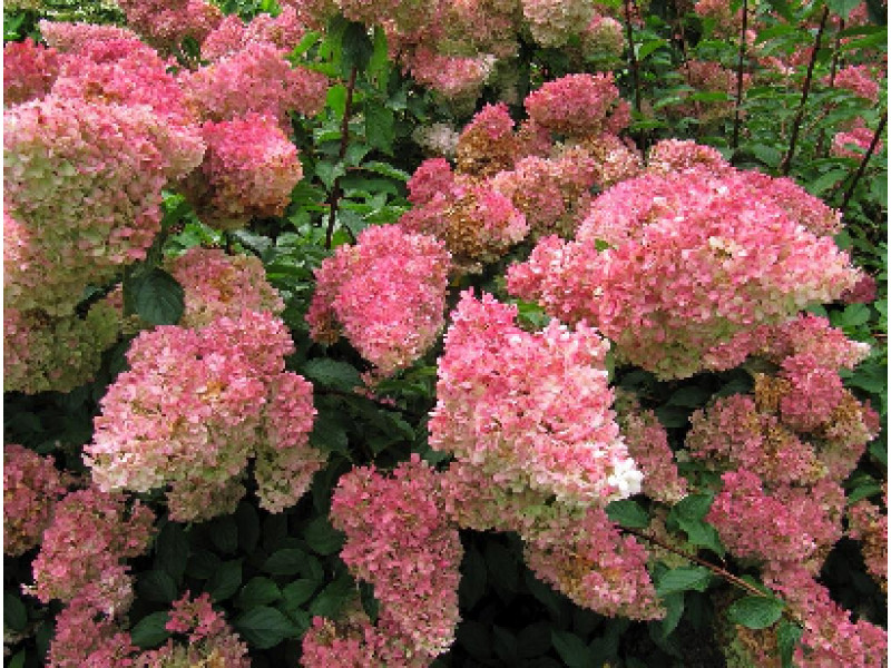 Strawbery Blossom
