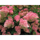 Strawbery Blossom