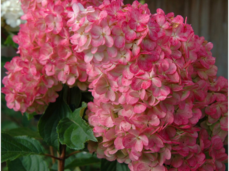 Strawbery Blossom