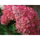 Strawbery Blossom