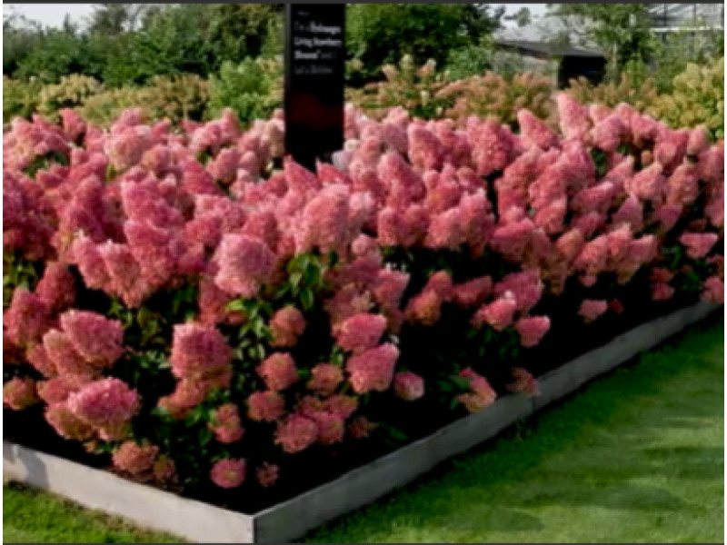 Strawbery Blossom