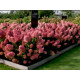 Strawbery Blossom