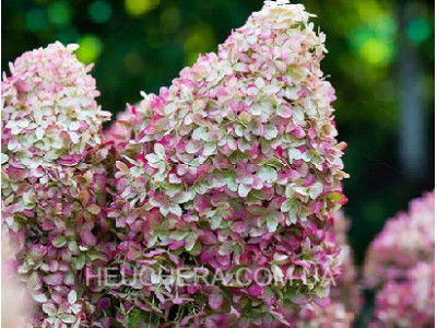 Royal Flower