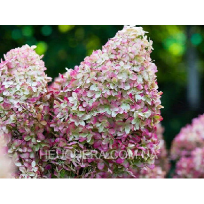 гортензія Royal Flower