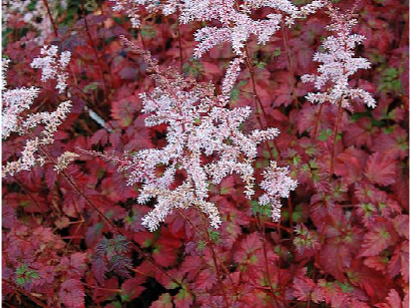 Color Flash