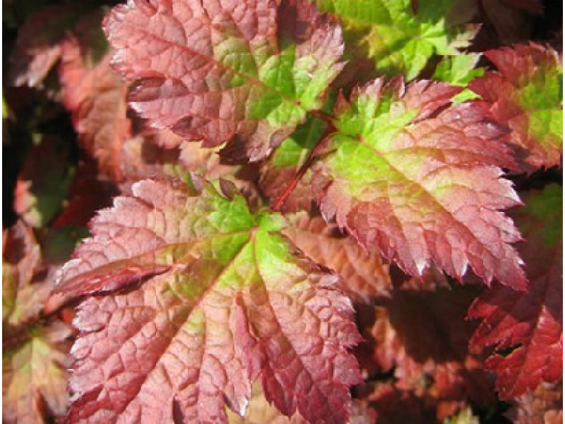 Color Flash