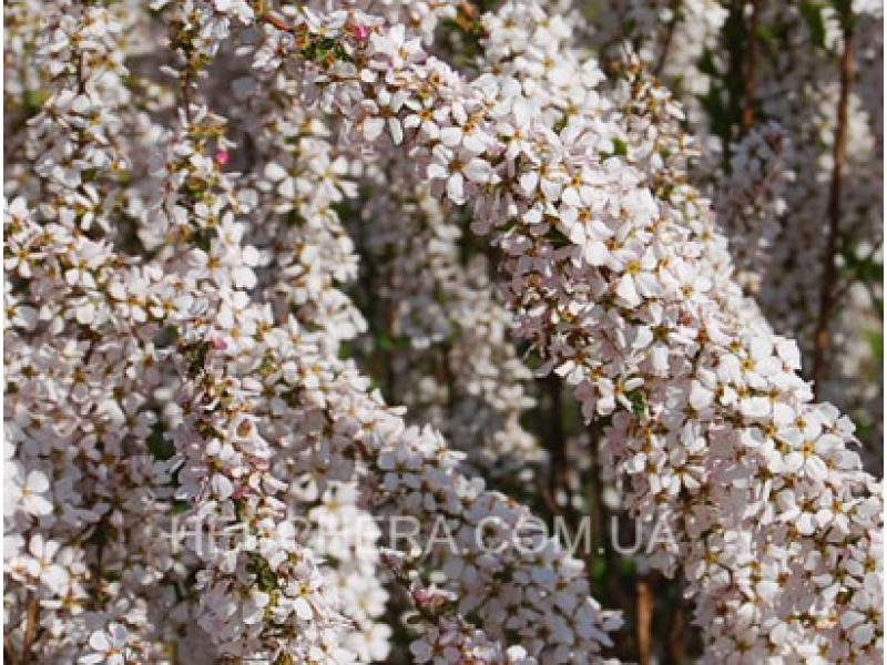 Fujino Pink