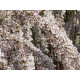 Fujino Pink