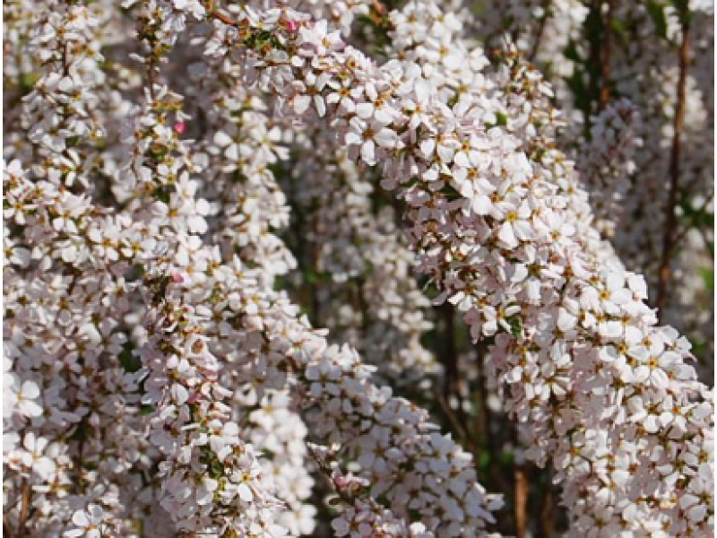 Fujino Pink