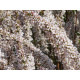 Fujino Pink
