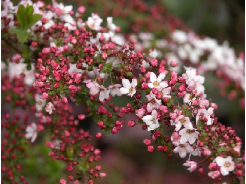 Fujino Pink