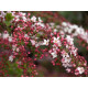 Fujino Pink