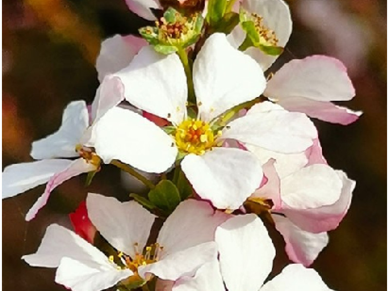 Fujino Pink