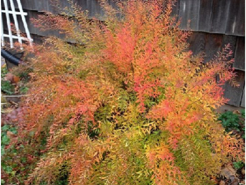 Fujino Pink
