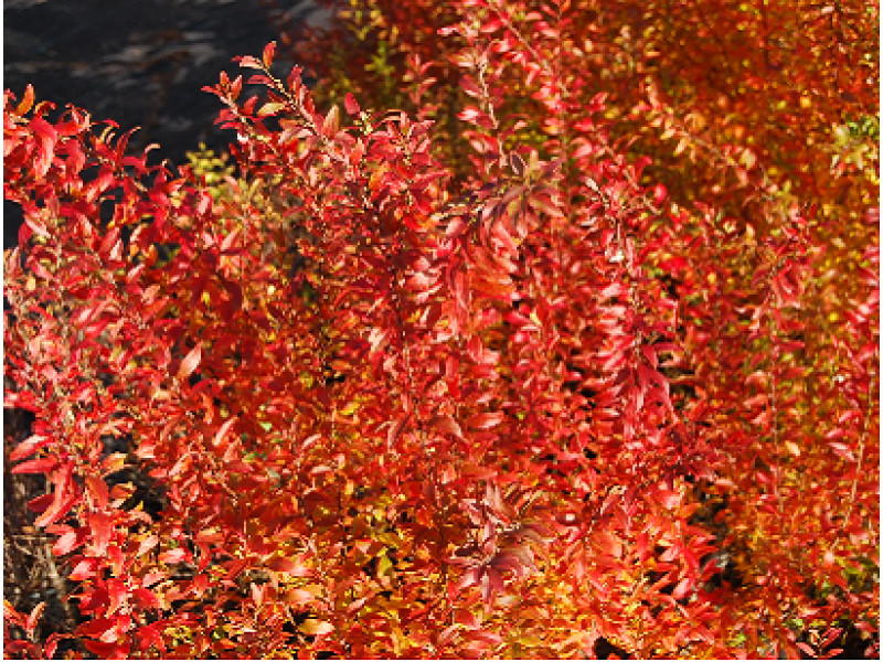 Fujino Pink