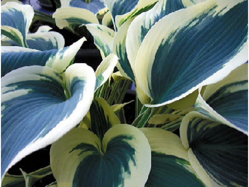 Blue Ivory