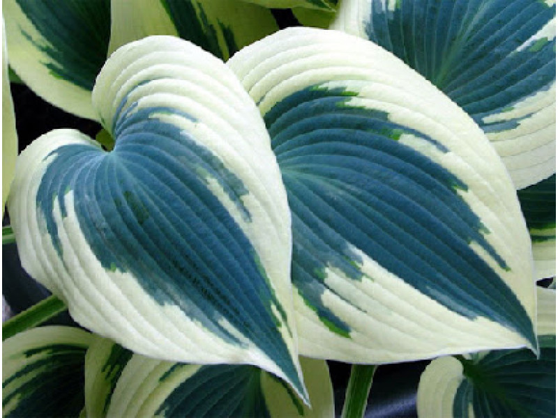 Blue Ivory