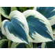 Blue Ivory