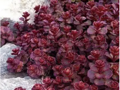 Purpureum (очиток хибний)