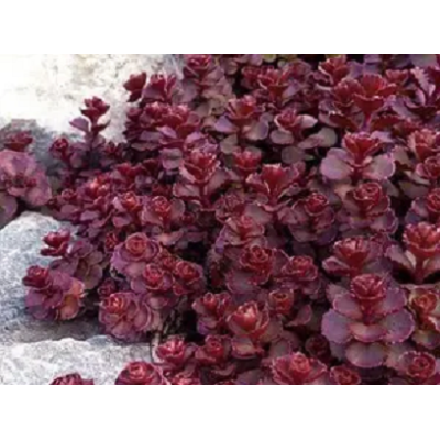 очиток ложний Purpureum