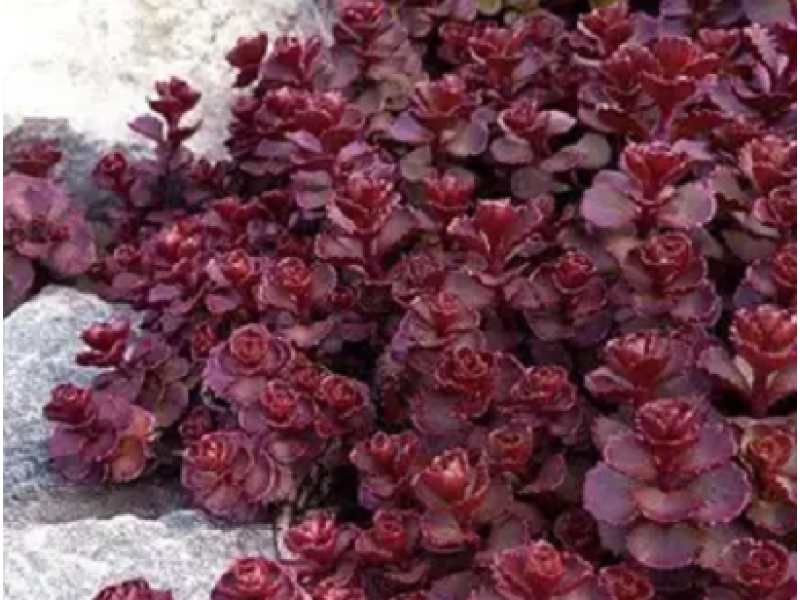 Purpureum (очиток хибний)