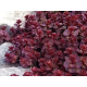 Purpureum (очиток хибний)