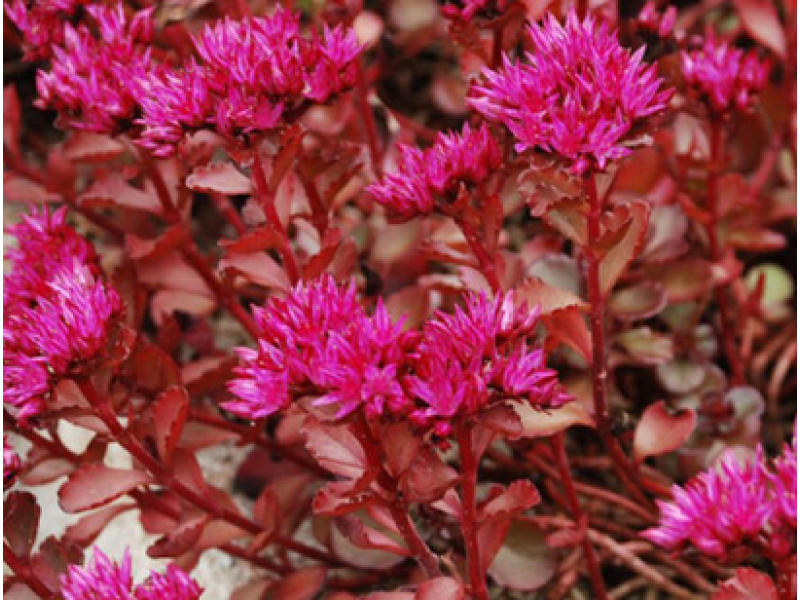 Purpureum (очиток хибний)