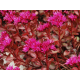 Purpureum (очиток хибний)