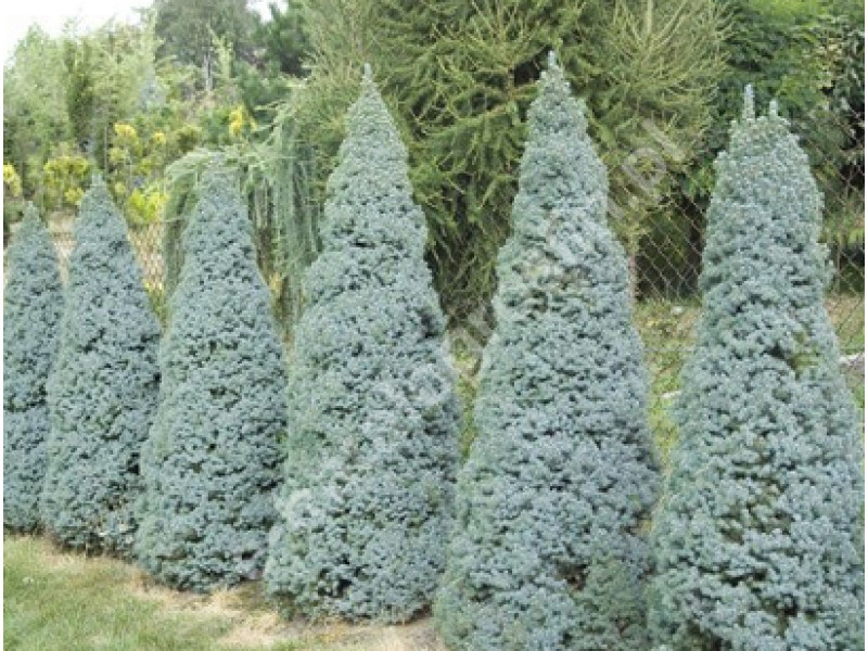 Blue Wonder