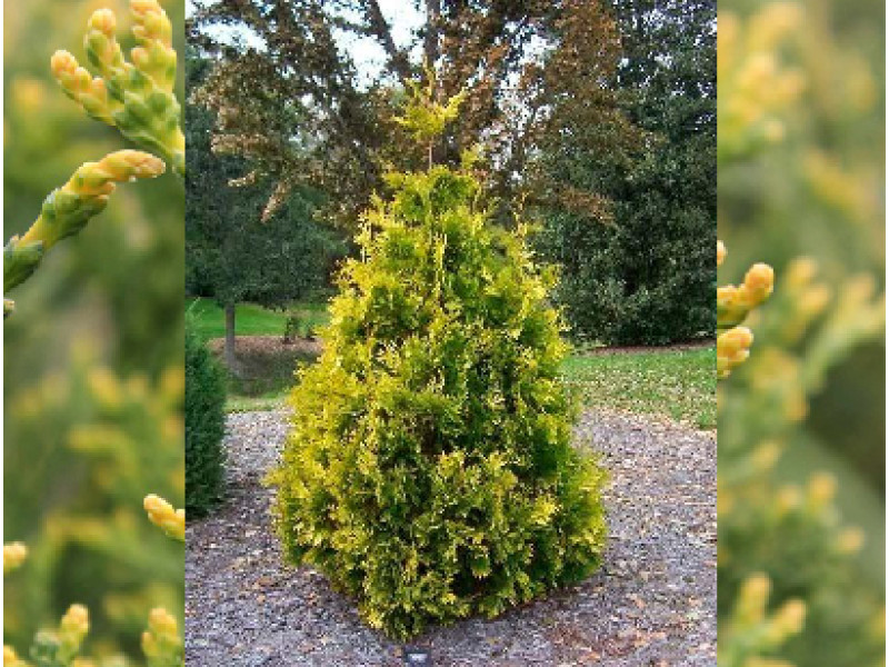 Aureospicata