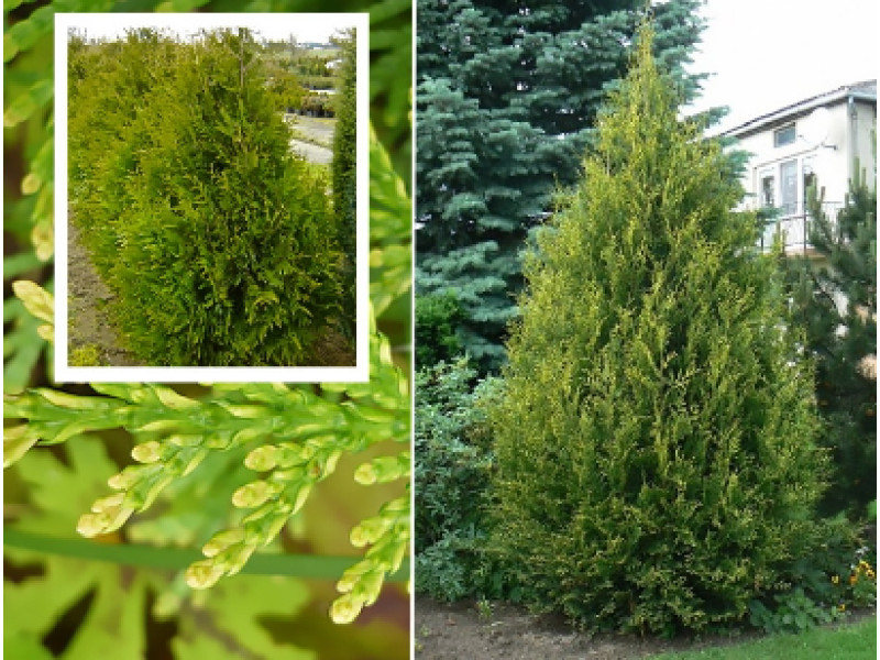 Aureospicata
