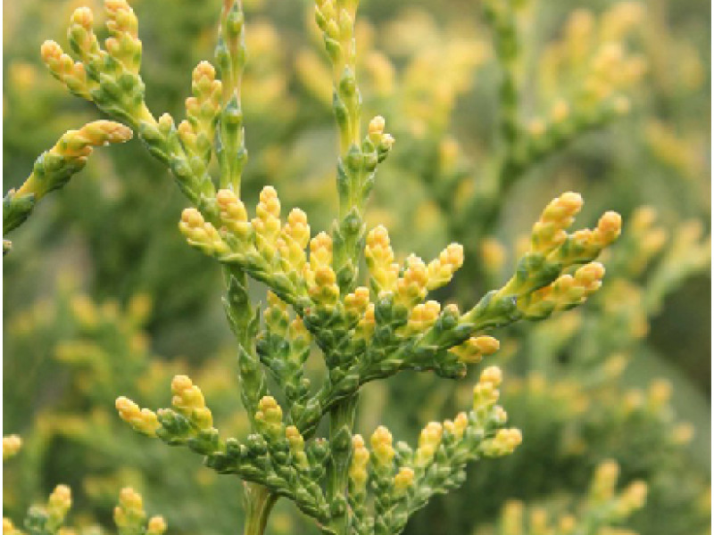 Aureospicata