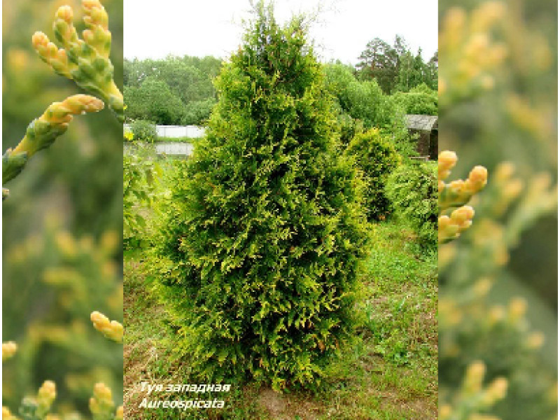Aureospicata