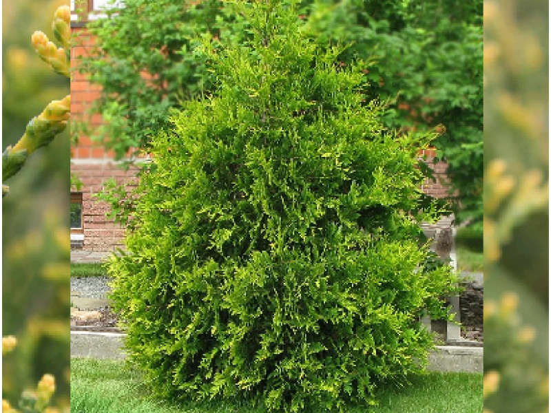 Aureospicata