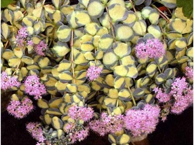 Mediovariegatum