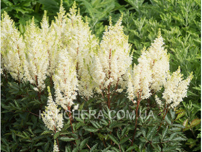 Whiteberry