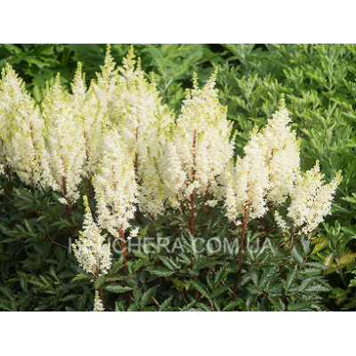 астильба Whiteberry