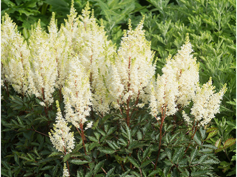 Whiteberry