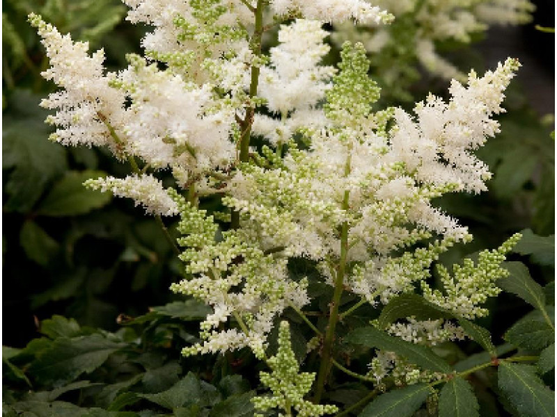 Whiteberry